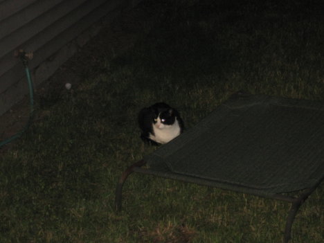 Picture of a cat / kitten / feline