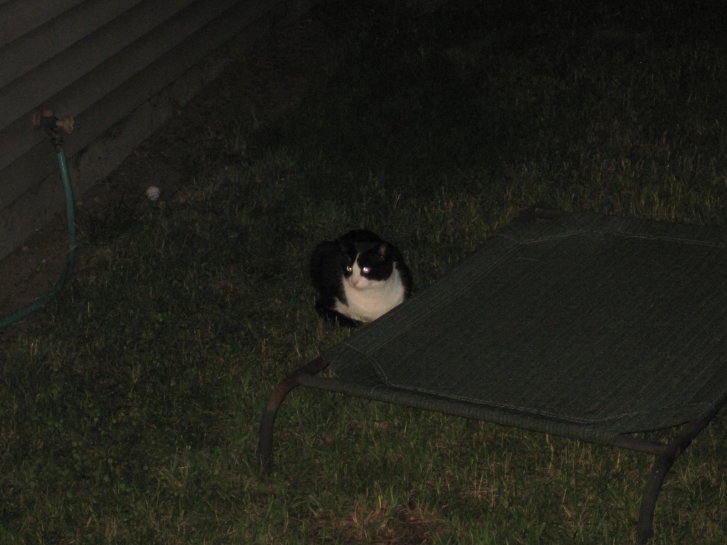 Picture of a cat / kitten / feline