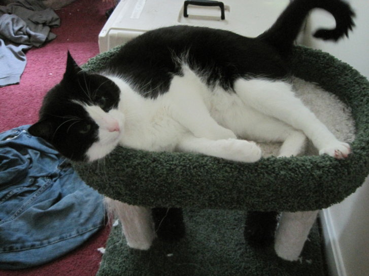 Picture of a cat / kitten / feline