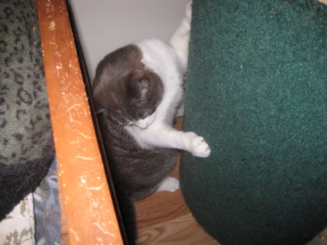 Picture of a cat / kitten / feline