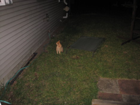 Picture of a cat / kitten / feline