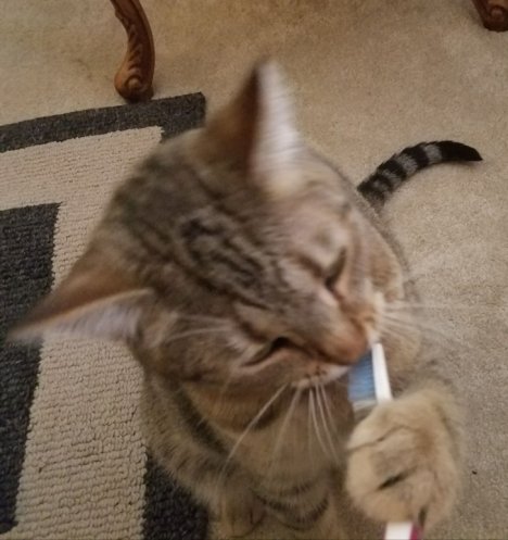 Picture of a cat / kitten / feline