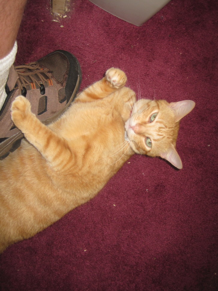 Picture of a cat / kitten / feline