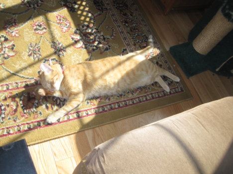 Picture of a cat / kitten / feline