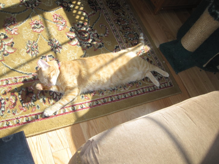 Picture of a cat / kitten / feline