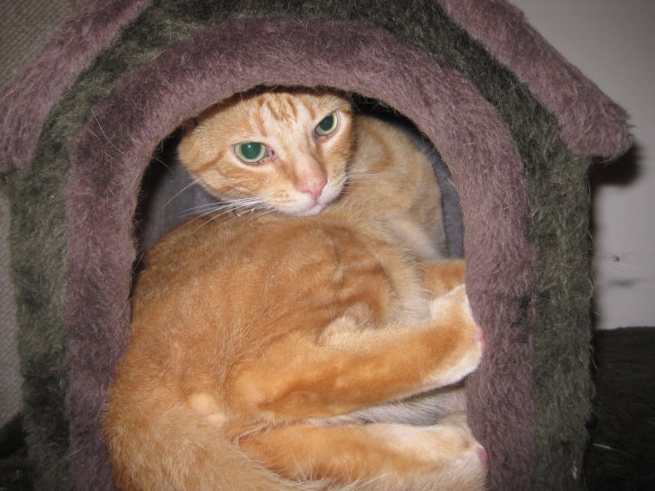 Picture of a cat / kitten / feline