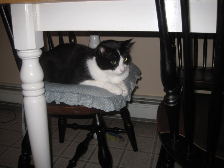 Picture of a cat / kitten / feline