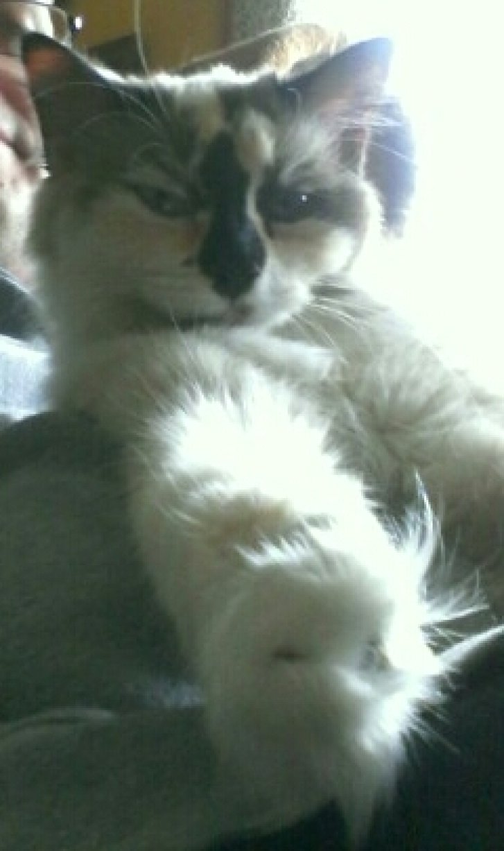 Picture of a cat / kitten / feline