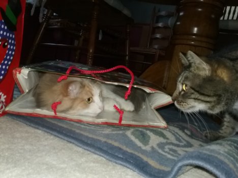 Picture of a cat / kitten / feline