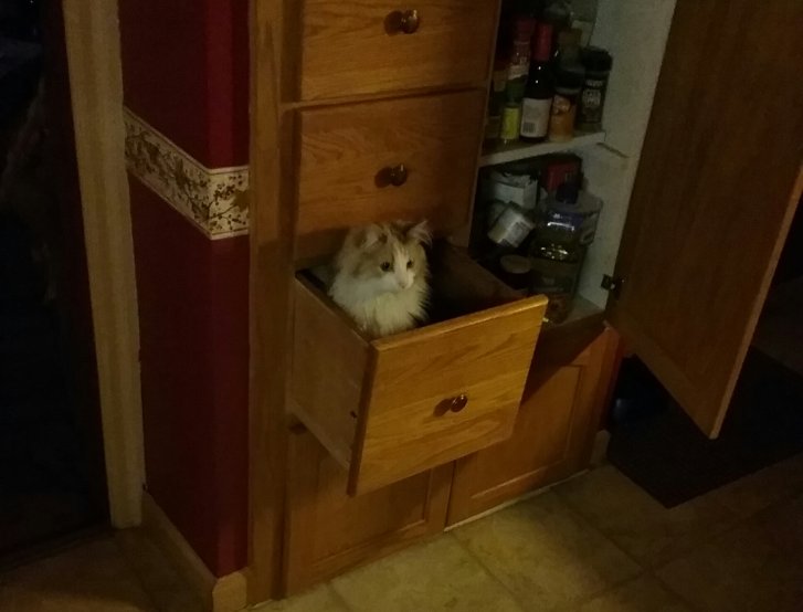 Picture of a cat / kitten / feline