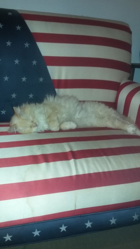 Picture of a cat / kitten / feline