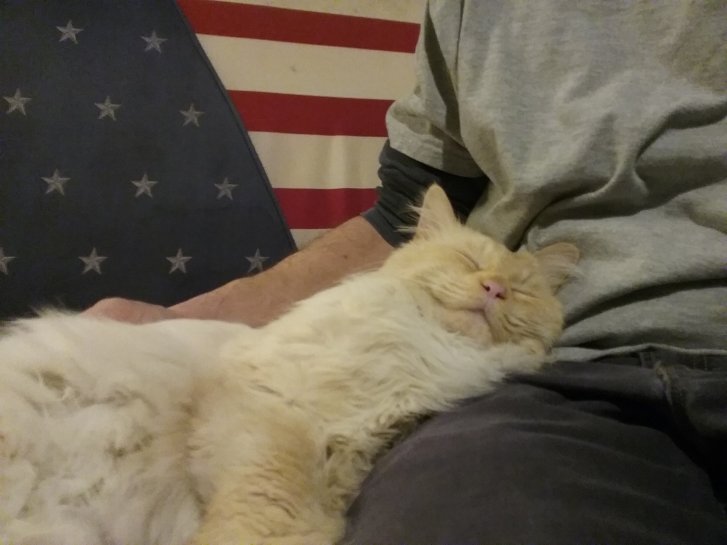 Picture of a cat / kitten / feline