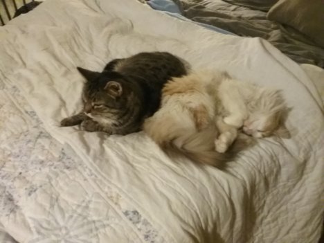 Picture of a cat / kitten / feline