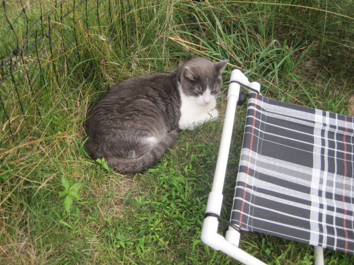 Picture of a cat / kitten / feline