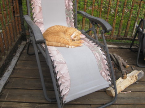 Picture of a cat / kitten / feline