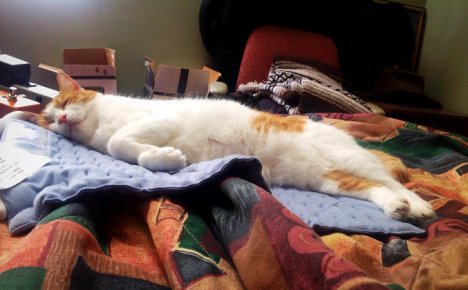 Picture of a cat / kitten / feline