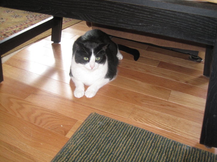 Picture of a cat / kitten / feline