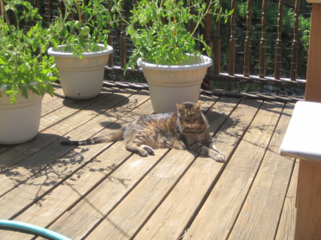 Picture of a cat / kitten / feline