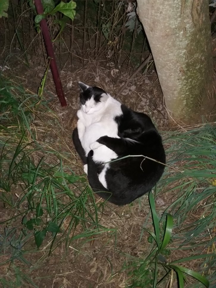 Picture of a cat / kitten / feline