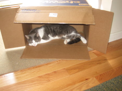 Picture of a cat / kitten / feline