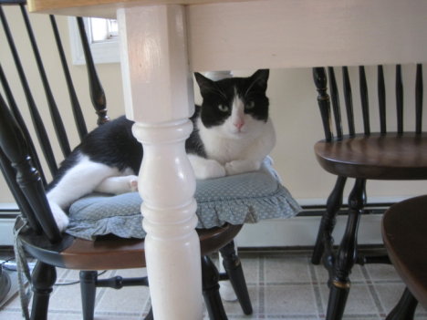 Picture of a cat / kitten / feline