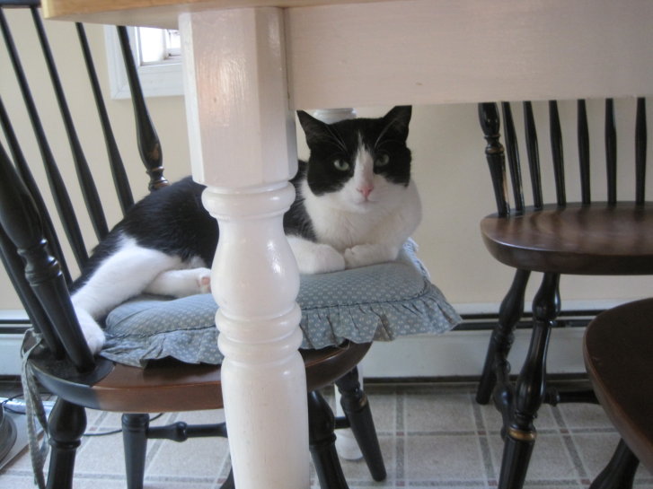 Picture of a cat / kitten / feline