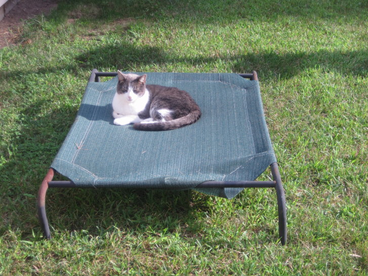 Picture of a cat / kitten / feline