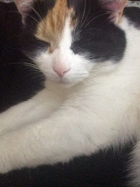 Picture of a cat / kitten / feline