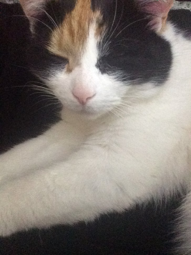 Picture of a cat / kitten / feline