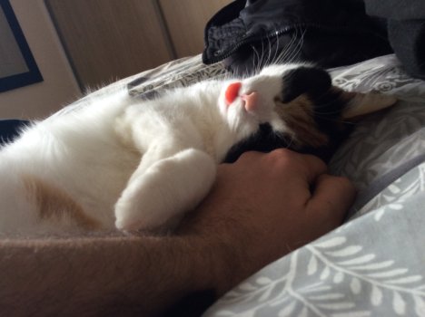 Picture of a cat / kitten / feline