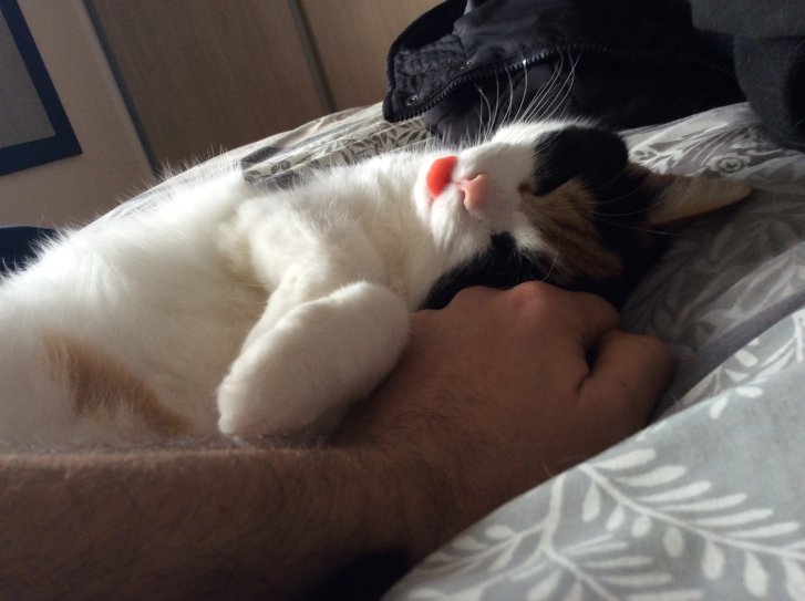 Picture of a cat / kitten / feline