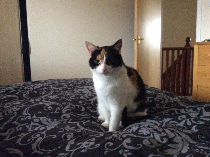 Picture of a cat / kitten / feline