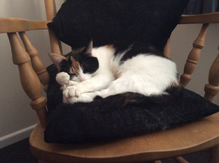 Picture of a cat / kitten / feline