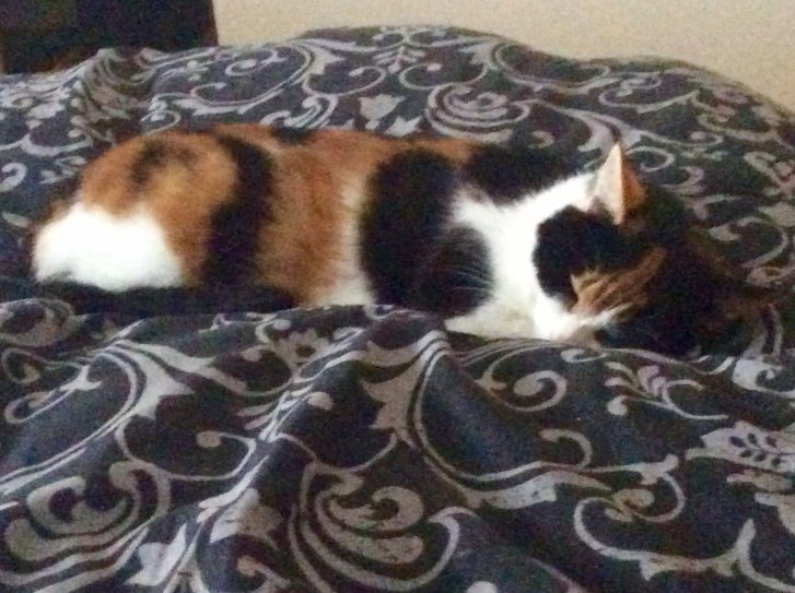 Picture of a cat / kitten / feline