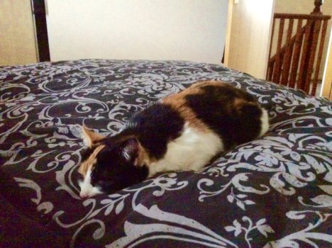 Picture of a cat / kitten / feline