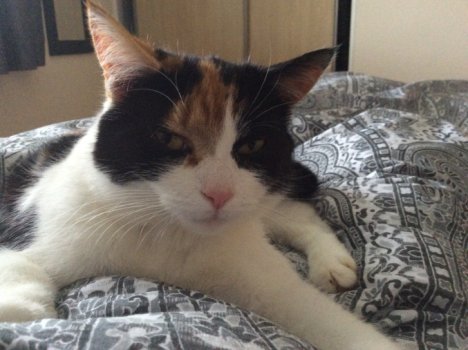 Picture of a cat / kitten / feline