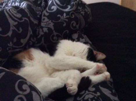 Picture of a cat / kitten / feline