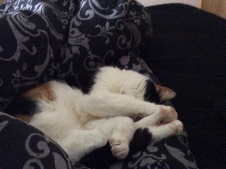 Picture of a cat / kitten / feline