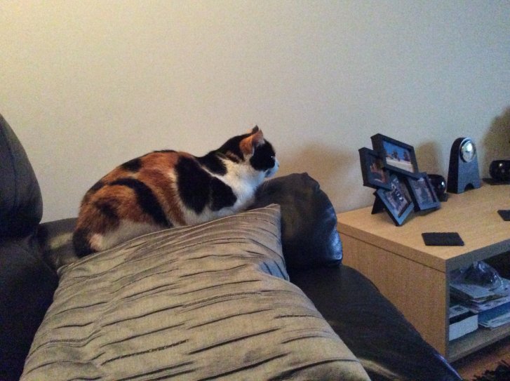 Picture of a cat / kitten / feline