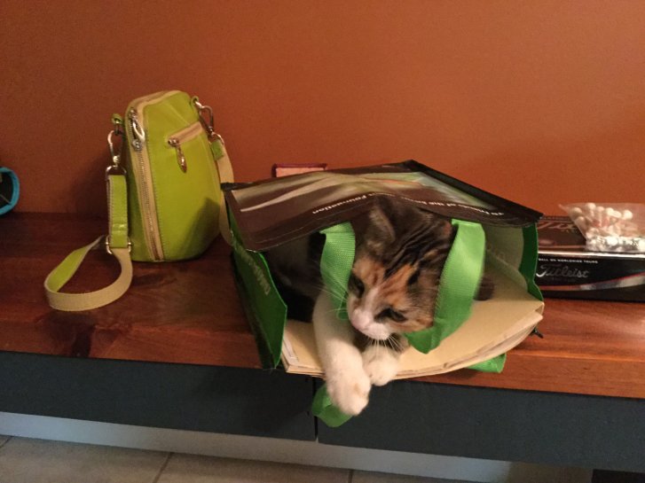 Picture of a cat / kitten / feline