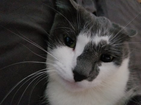 Picture of a cat / kitten / feline