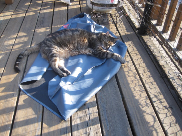 Picture of a cat / kitten / feline