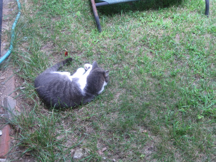 Picture of a cat / kitten / feline