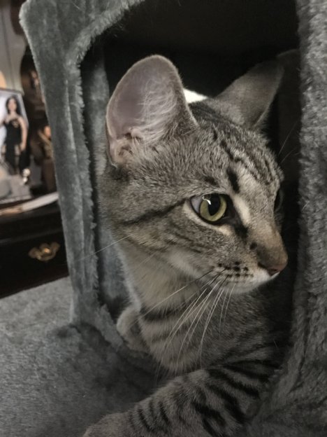 Picture of a cat / kitten / feline