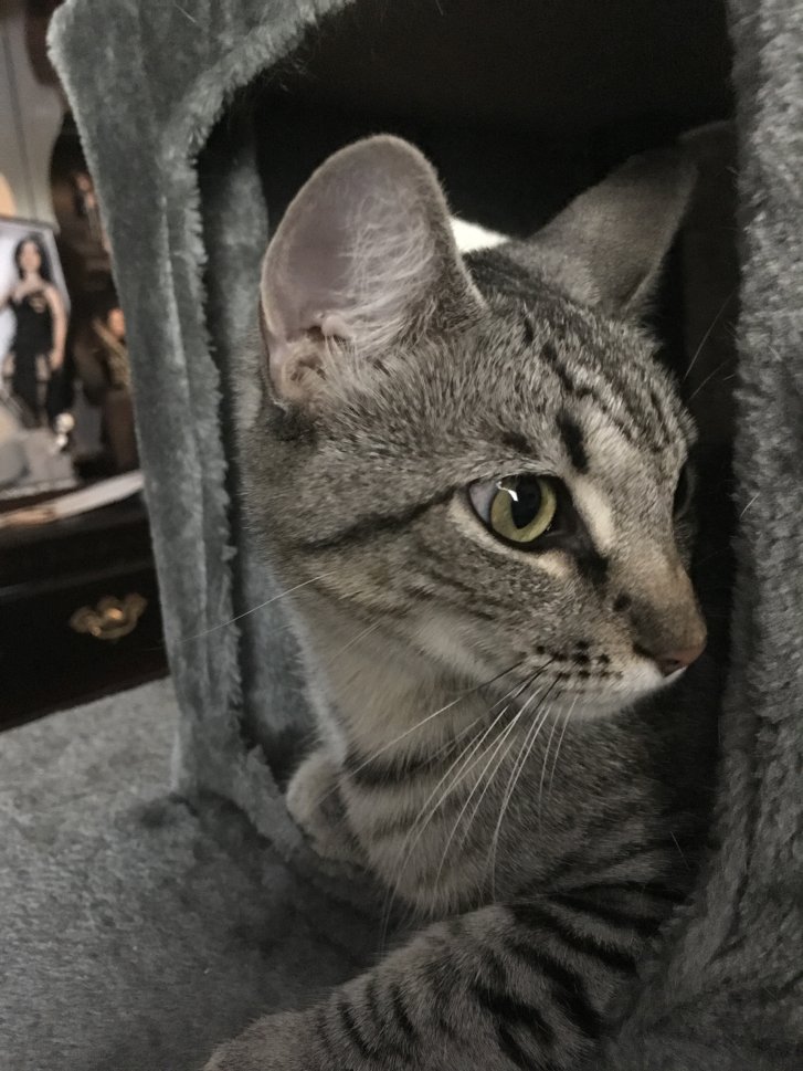 Picture of a cat / kitten / feline