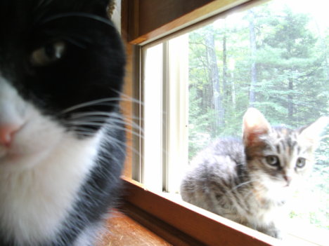 Picture of a cat / kitten / feline