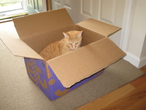 Picture of a cat / kitten / feline