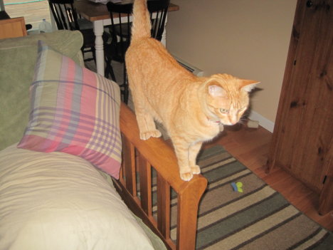 Picture of a cat / kitten / feline