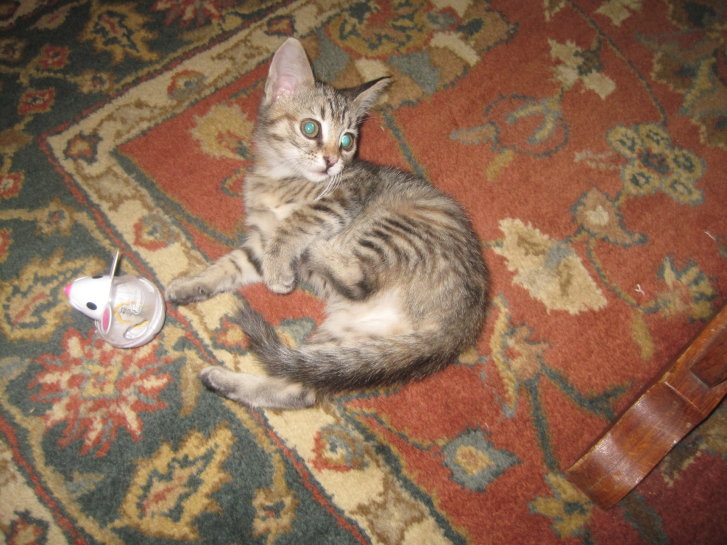 Picture of a cat / kitten / feline