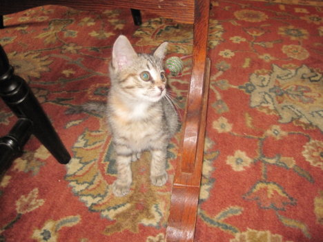 Picture of a cat / kitten / feline